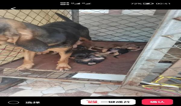 三角洲行动中寻血猎犬是什么(《三角洲行动》中的寻血猎犬长什么样?) 三角洲行动中寻血猎犬是什么(《三角洲行动》中的寻血猎犬长什么样?)