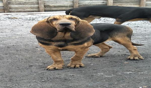 三角洲寻血猎犬视角怎么搞(三角洲寻血猎犬视角的代码是多少?) 三角洲寻血猎犬视角怎么搞(三角洲寻血猎犬视角的代码是多少?)